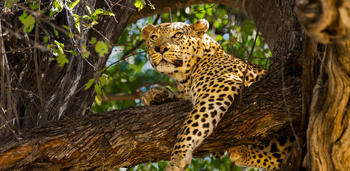 custom botswana okavango delta leopard on resting on a tree in moremi game reserve sml3