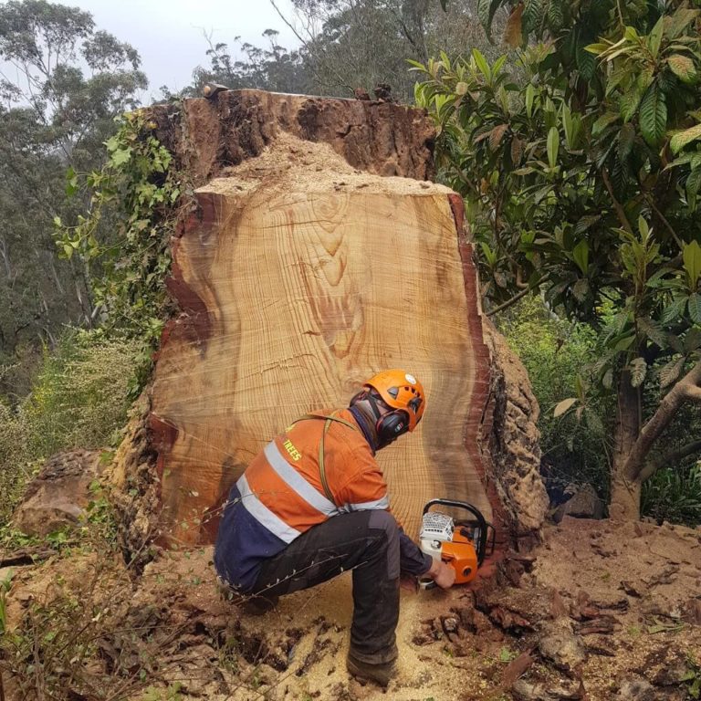 Dixons Trees Stump Grinding 768x768