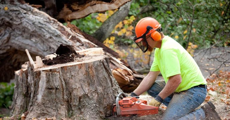 arborist Melbourne 2 768x401