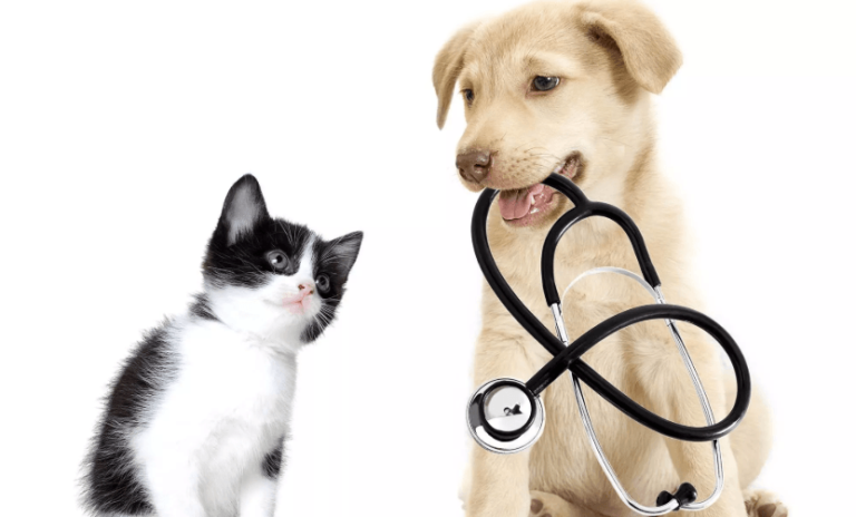 vet clinic 768x464