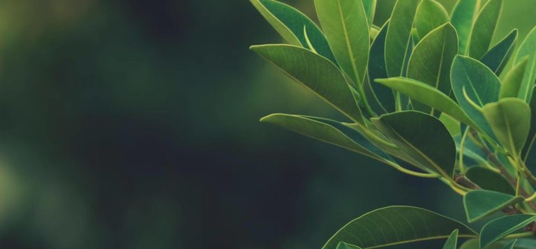 contact banner 1 768x357