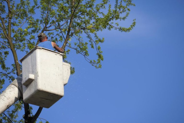 dons tree services tree lopping 768x512