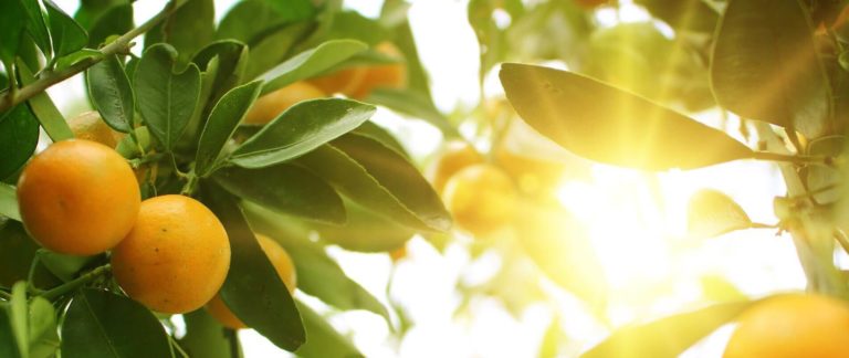 gardening banner 768x324