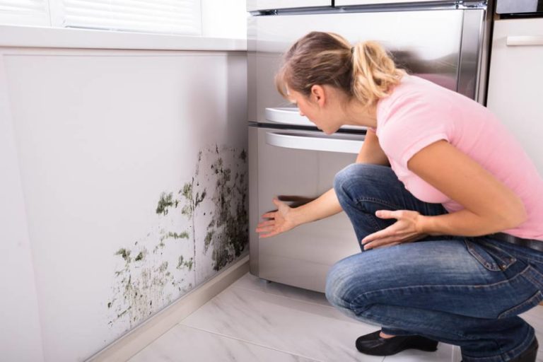 mould inspection 768x512