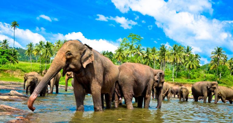 sri lanka tour 768x405