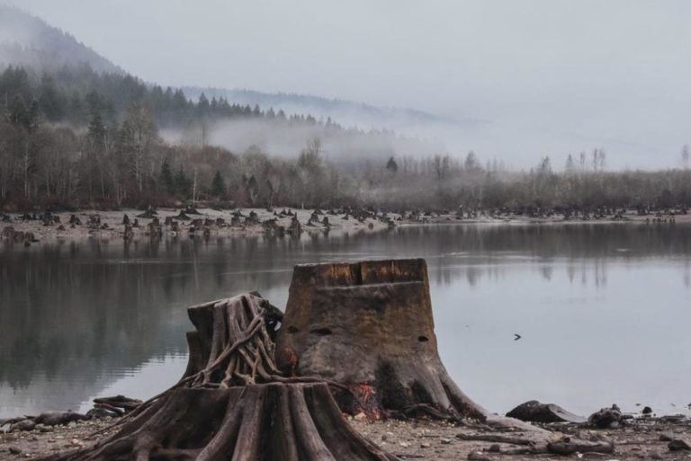 treestump5 768x513