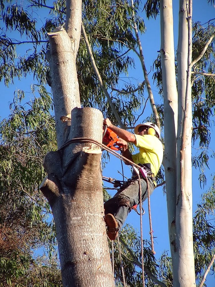 72950 tree cutter