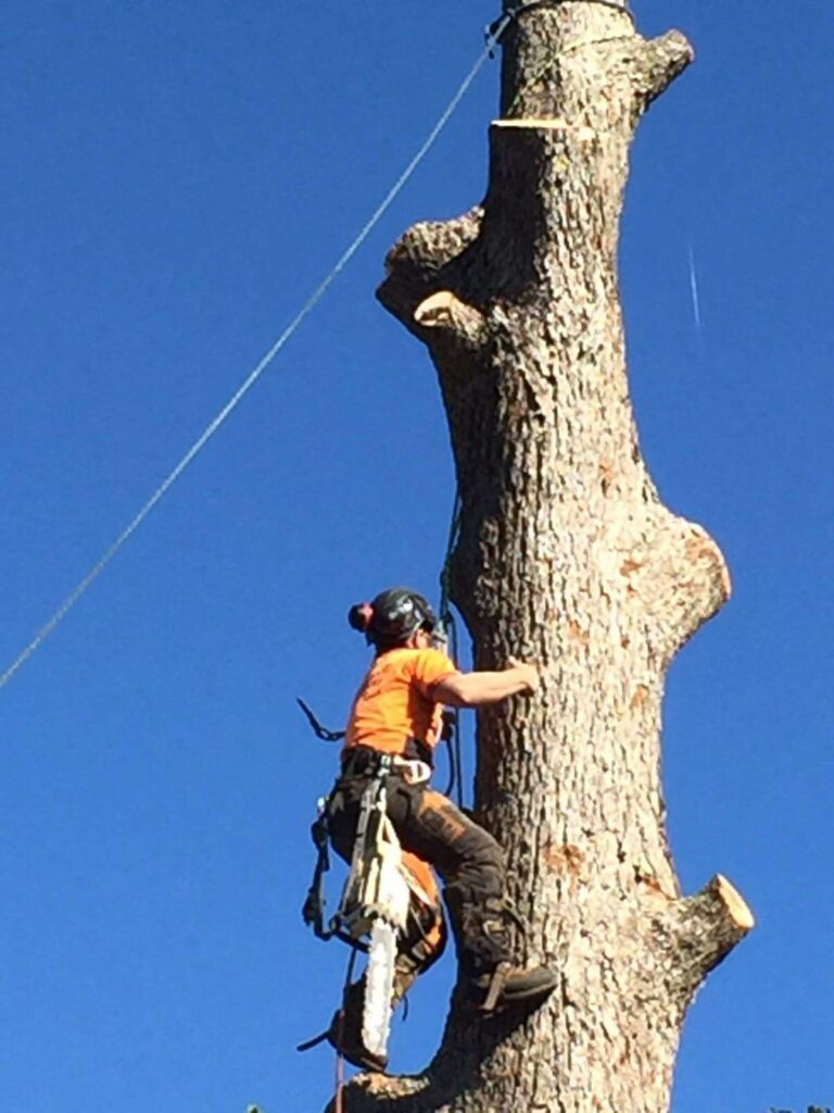 Affordable Tree Services Northern Beaches Tree Lopping 768x1024