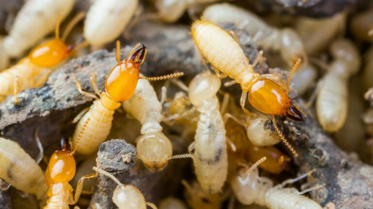 Termites or white ants crawling on wood 2560x1440 1 768x432