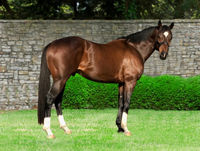 Whos That Cat Stallion 2 768x582