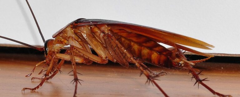 cockroach 1110x450 1 768x311