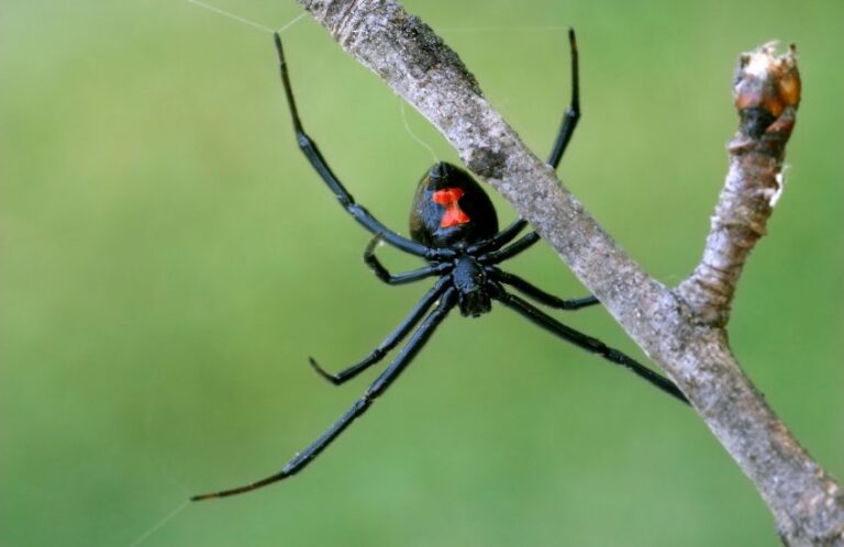 spider 849x550 Copy 768x498