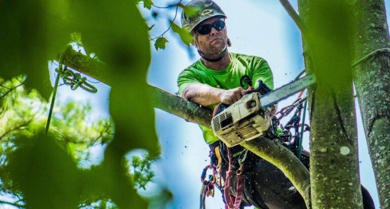tree removal 768x412