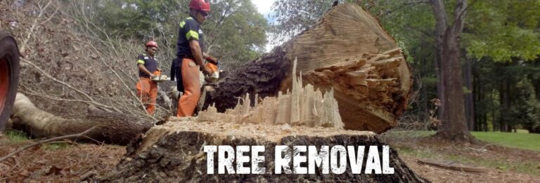 tree removal Melbourne1 768x261