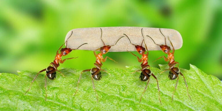 1ants block bg 768x384