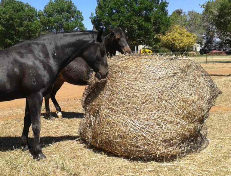 3. 4x4 Round Bale GutzBusta Slow Feed Hay Net 800 768x588