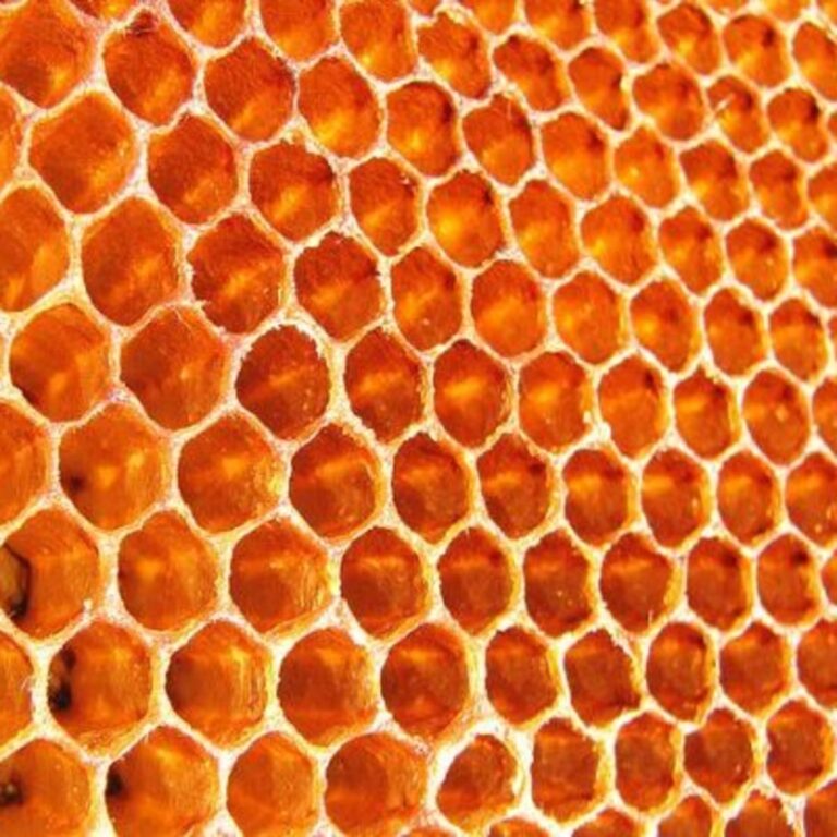 honeycomb ccflcr wildxplorer 3 768x768
