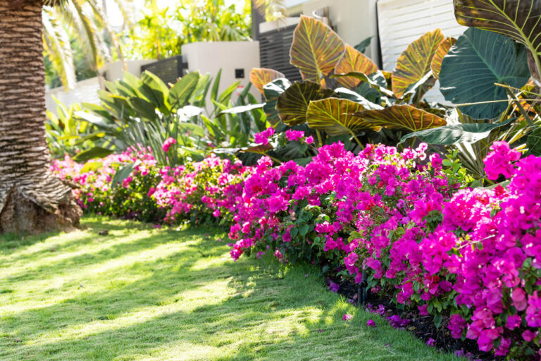 plants and flowers backyard landscape 768x512