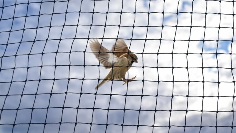 sparrow netting 1024x576 1 768x432