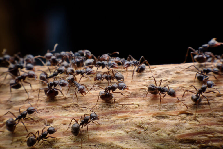 Ants In Perth 768x512