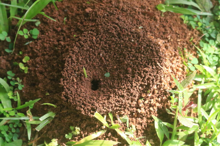 Ants Nest 768x512