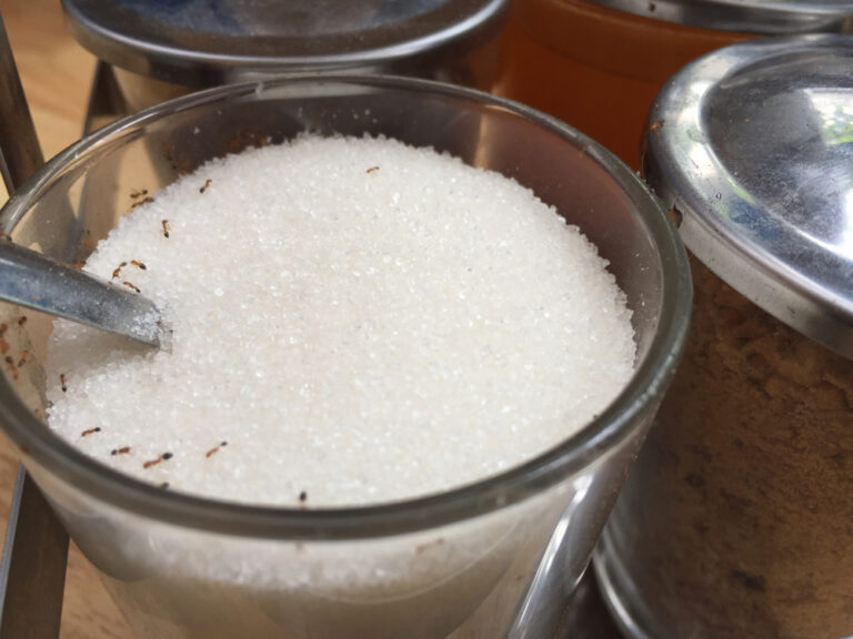 Ants in Sugar 768x576