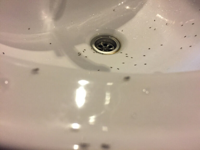 Ants in bathroom sink 768x576