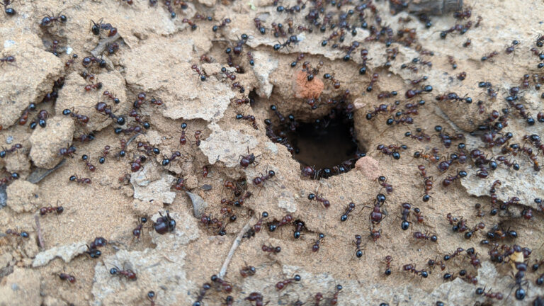 Ants on ground 768x432