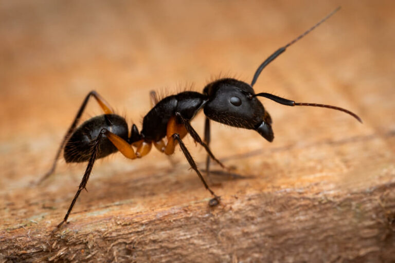 Argentine Ants Copy 768x512