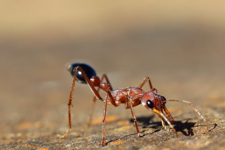 Bull Ant 768x512