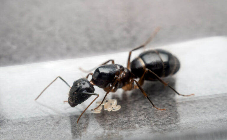 Carpenter Ant Copy 768x475