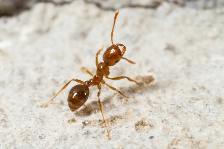 Fire Ant 768x511