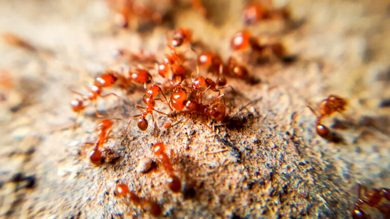 Fire Ants 768x432