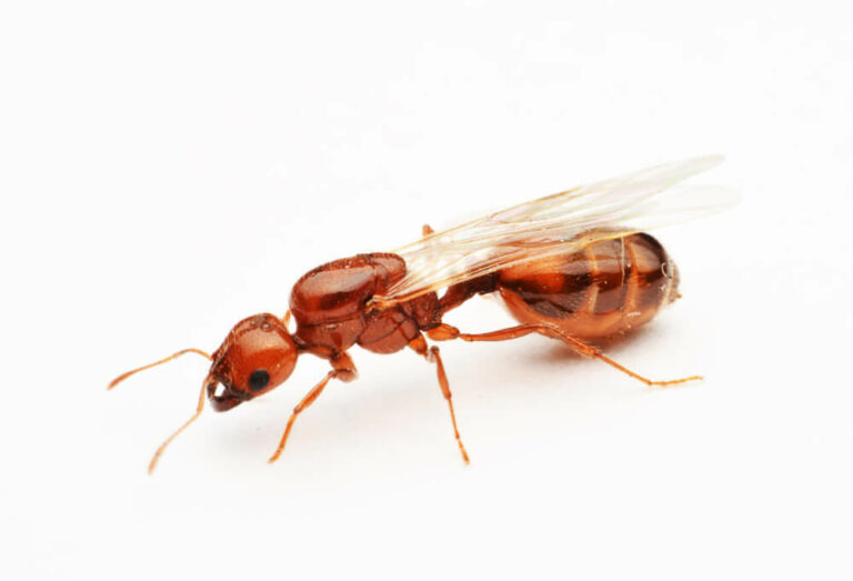 Flying red ants 768x523