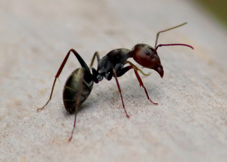 Garden Ant 768x549