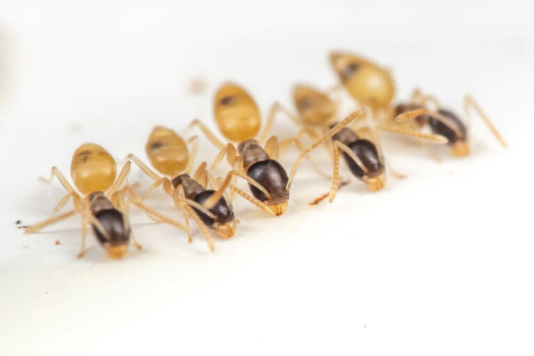 Ghost Ants 768x512