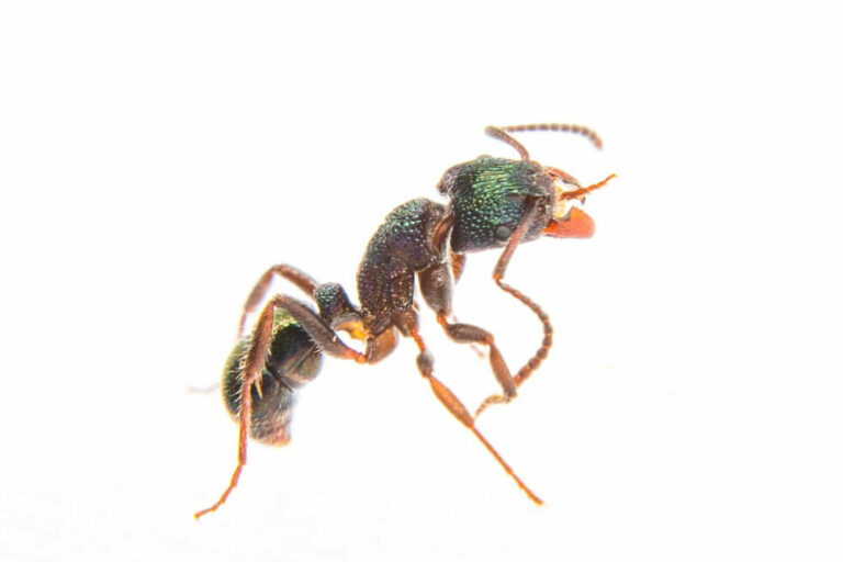 Green Headed Ants 768x512