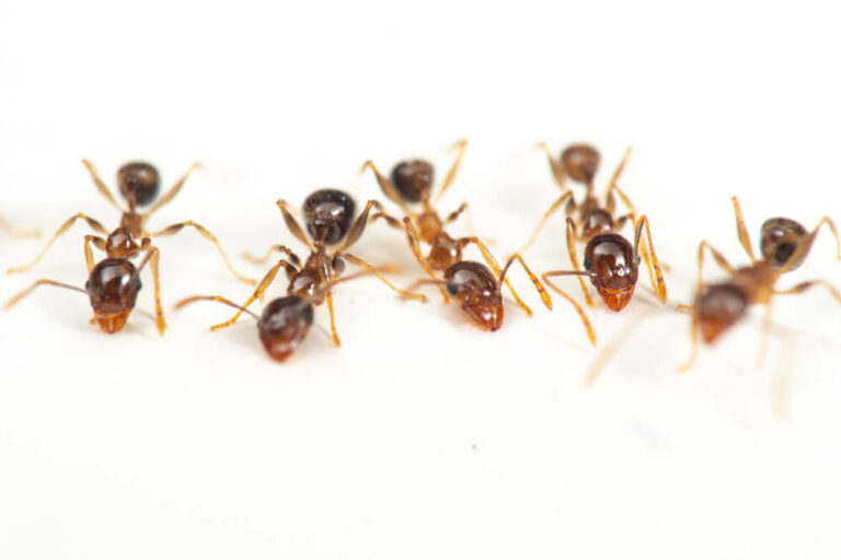 coastal brown ants 768x512
