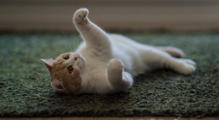 white and beige cat in playful pose atop green carpet 2 768x420