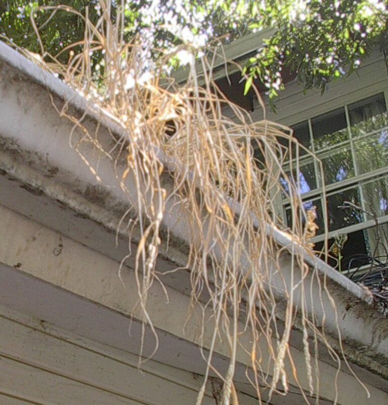 Dead gutter plant 1 768x800