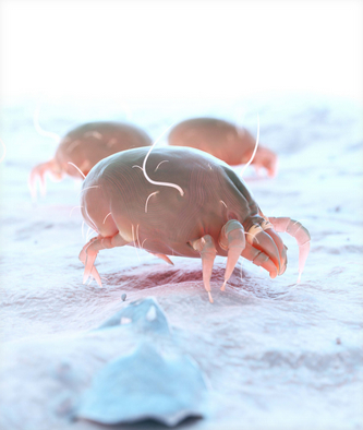 Dust Mite Cleaning Bri tec Cleaning Solutions