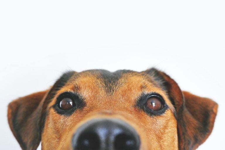 adorable animal blur 406014 768x512