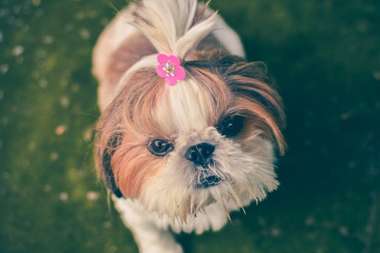 animal cute dog 61372 768x511