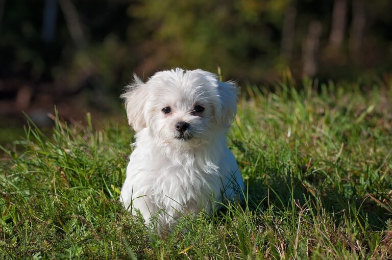 dog 1123016 1280 768x510