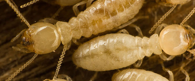 Pest Control Cabramatta