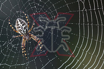Pest Control Fairfield