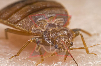 Pest Control Fairfield