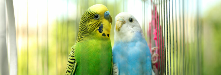 banner image 4 768x263