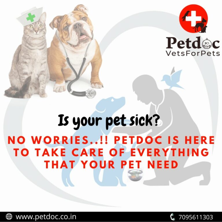 best pet care services in hyderabad 768x768