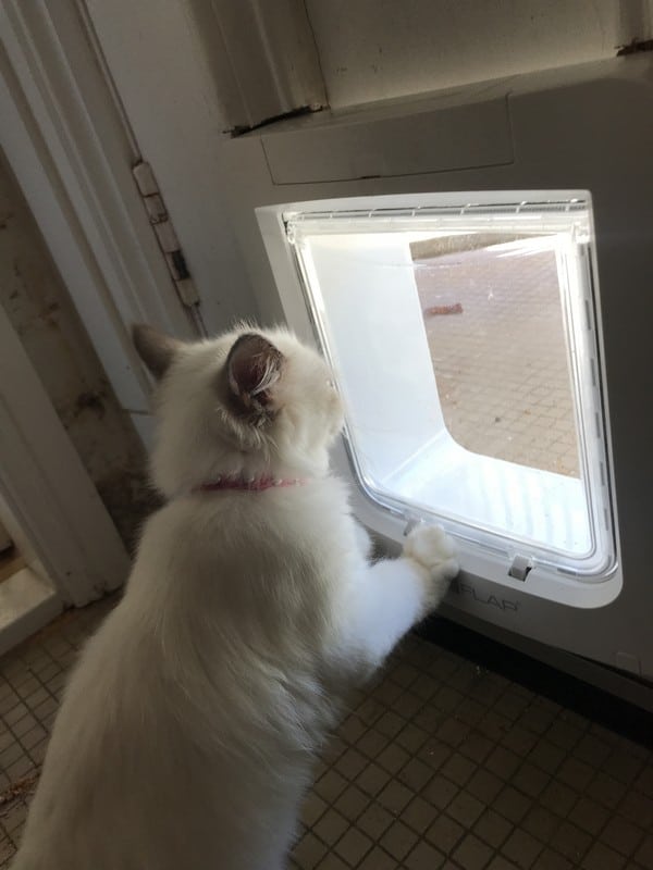 microchip catdoor 7